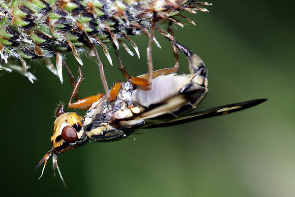 photorando84.free.fr/forums/insectes/diptere139b.jpg